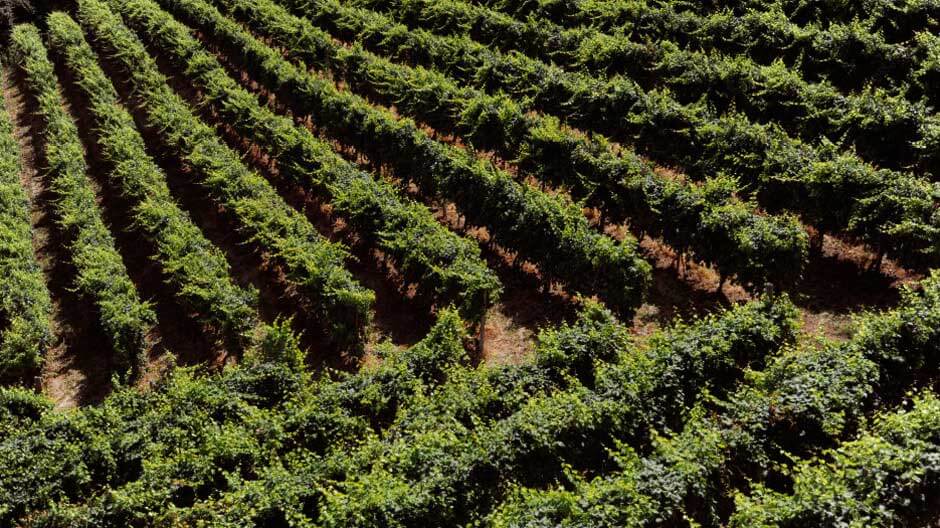 Mionetto und seine fast 130-jährige Geschichte