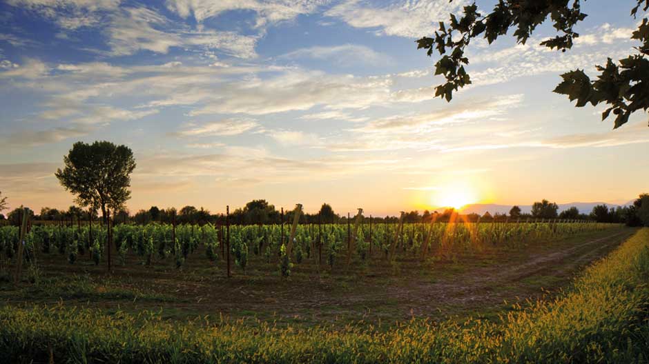 Mionetto und seine fast 130-jährige Geschichte