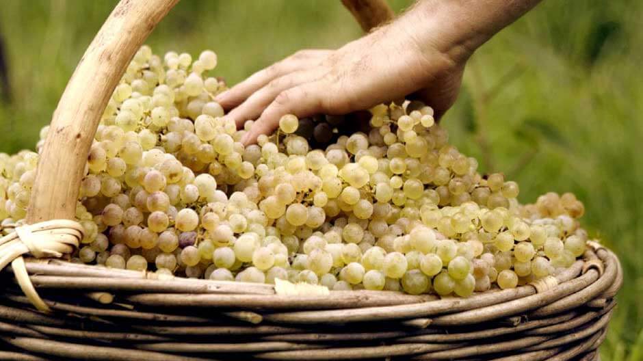 Mionetto Prosecco: Eine Geschichte voller Leidenschaft