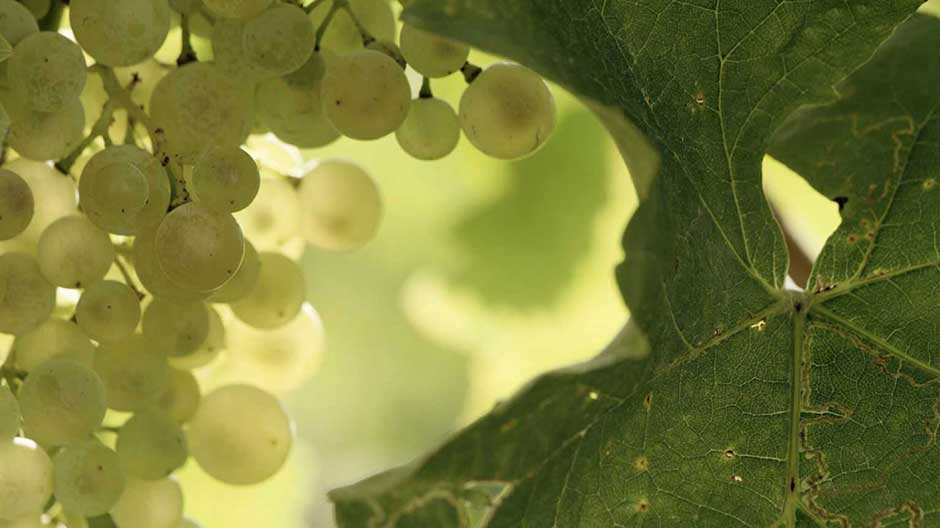 Mionetto Prosecco: Eine Geschichte voller Leidenschaft